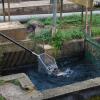 Pisciculture